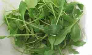 rucola proprieta benefici controindicazioni