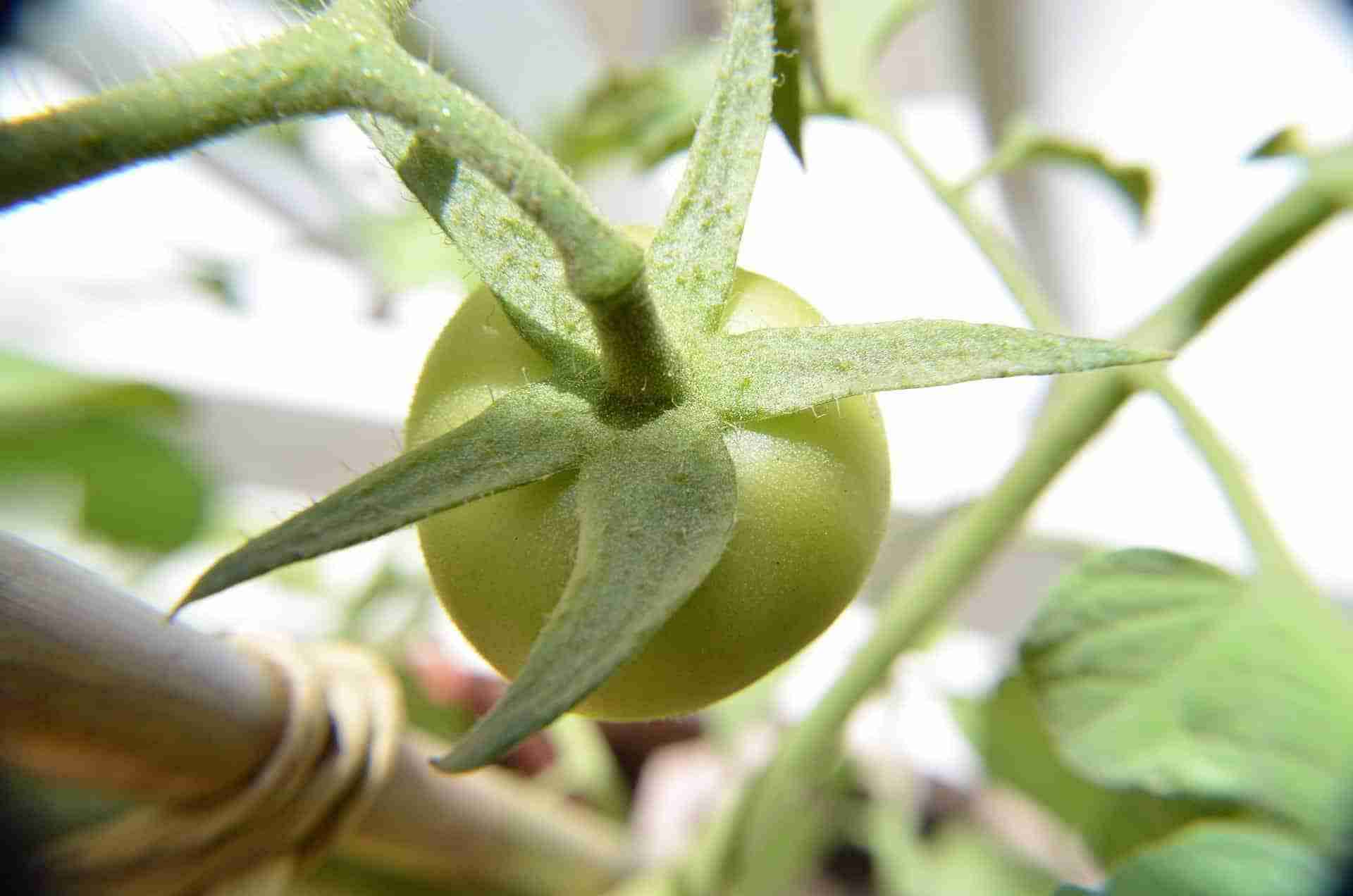 pomodoro verde