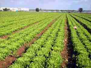 campo coltivazione di scarole