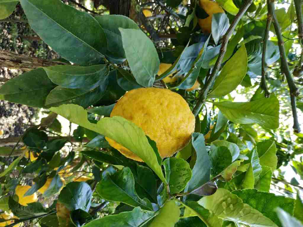 limoni di procida agre procida