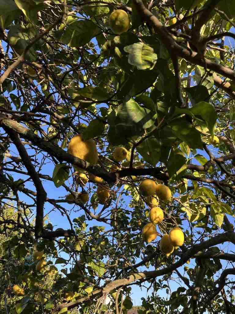 limoni di procida cinque gusti