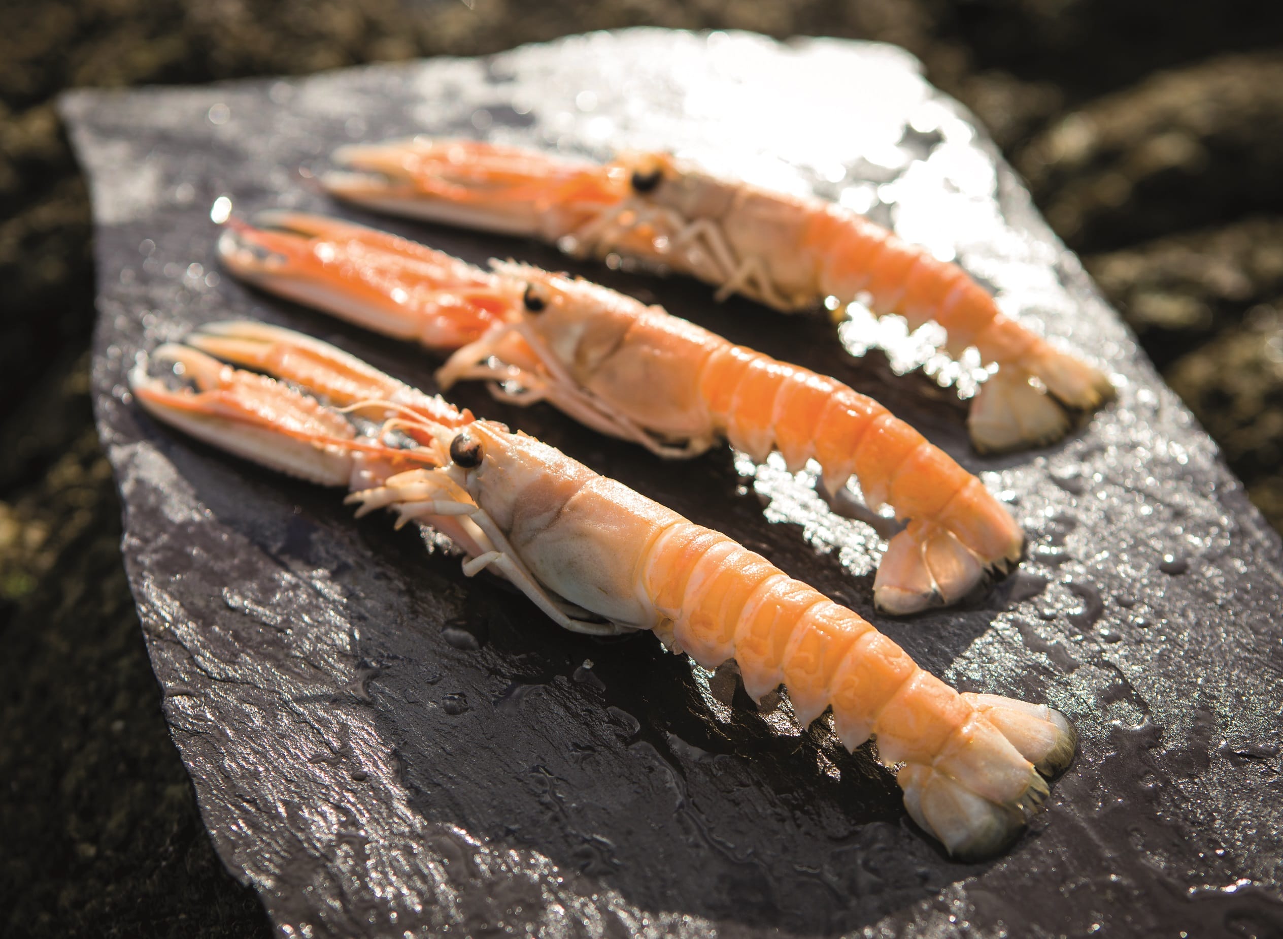 bord bea sea food prodotti ittici tipici irlandesi tecnica frozen at sea