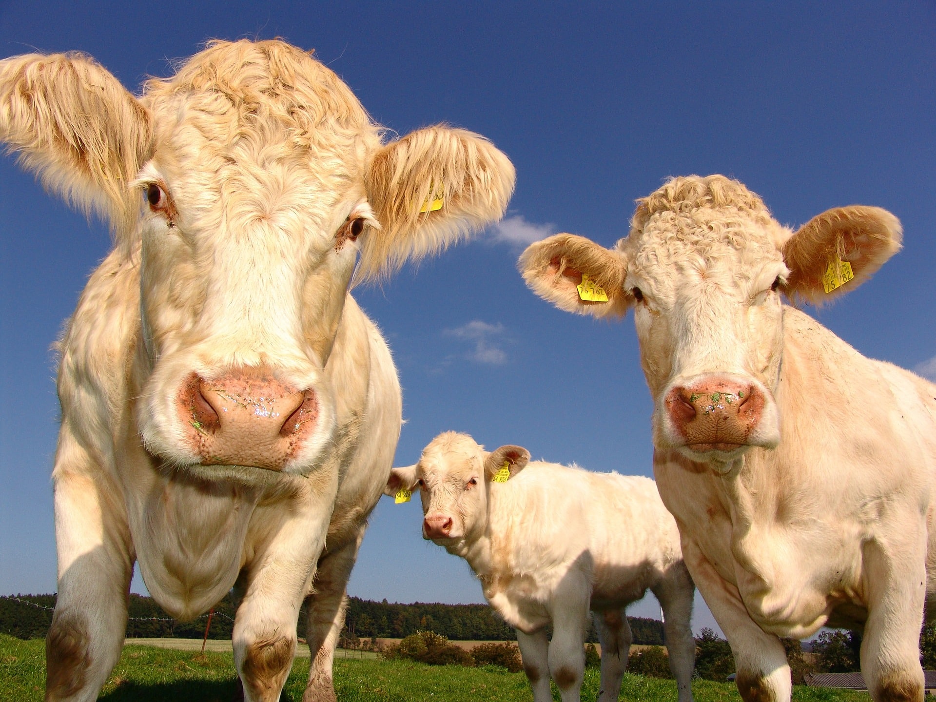 mucche a basse emissioni cinque gusti food magazine