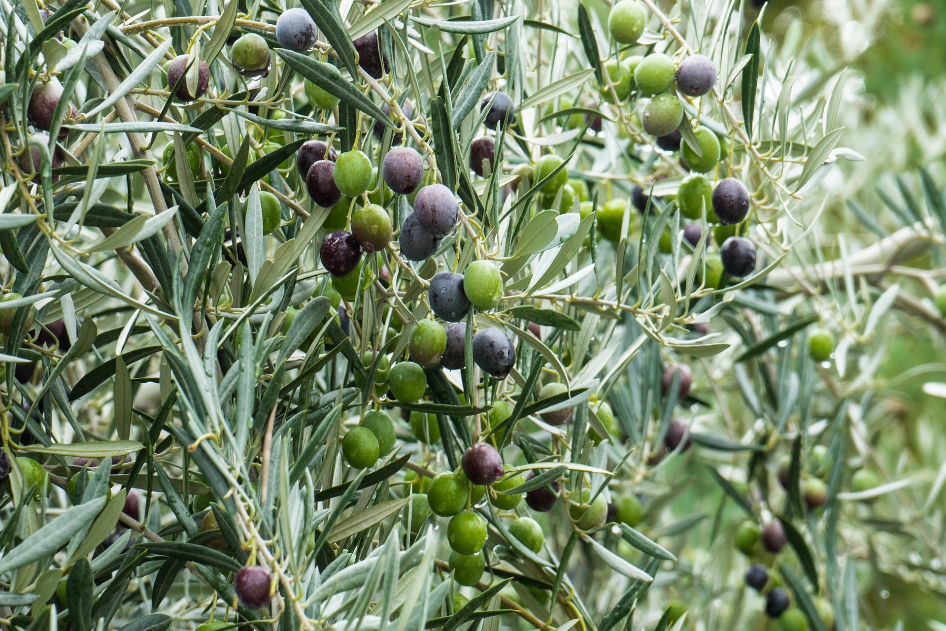 oro liquido le virtu delle olive spagnole cinque gusti food magazine