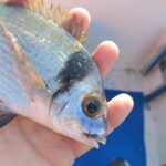 sarago fasciato riconoscere pesce fresco guardando gli occhi