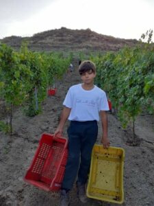 Germano Livio al lavoro in vigna IMG