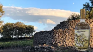 Rosa Fresca Aulentissima e le piramidi di Al Cantàra