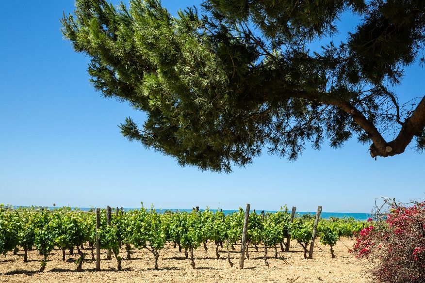 CasaGrazia vigneto Grillo