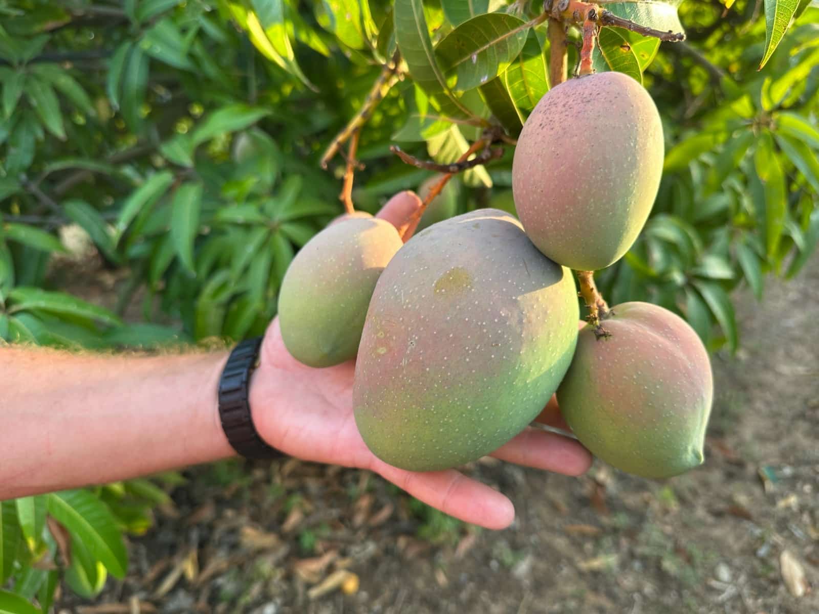 Frutti tropicali appena raccolti IMG