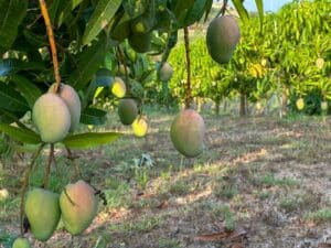 Manghi attaccati all'arbusto