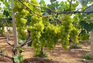 uva mazzarrone
