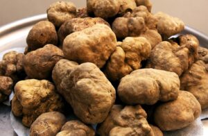 Tartufo bianco Tartufo bianco