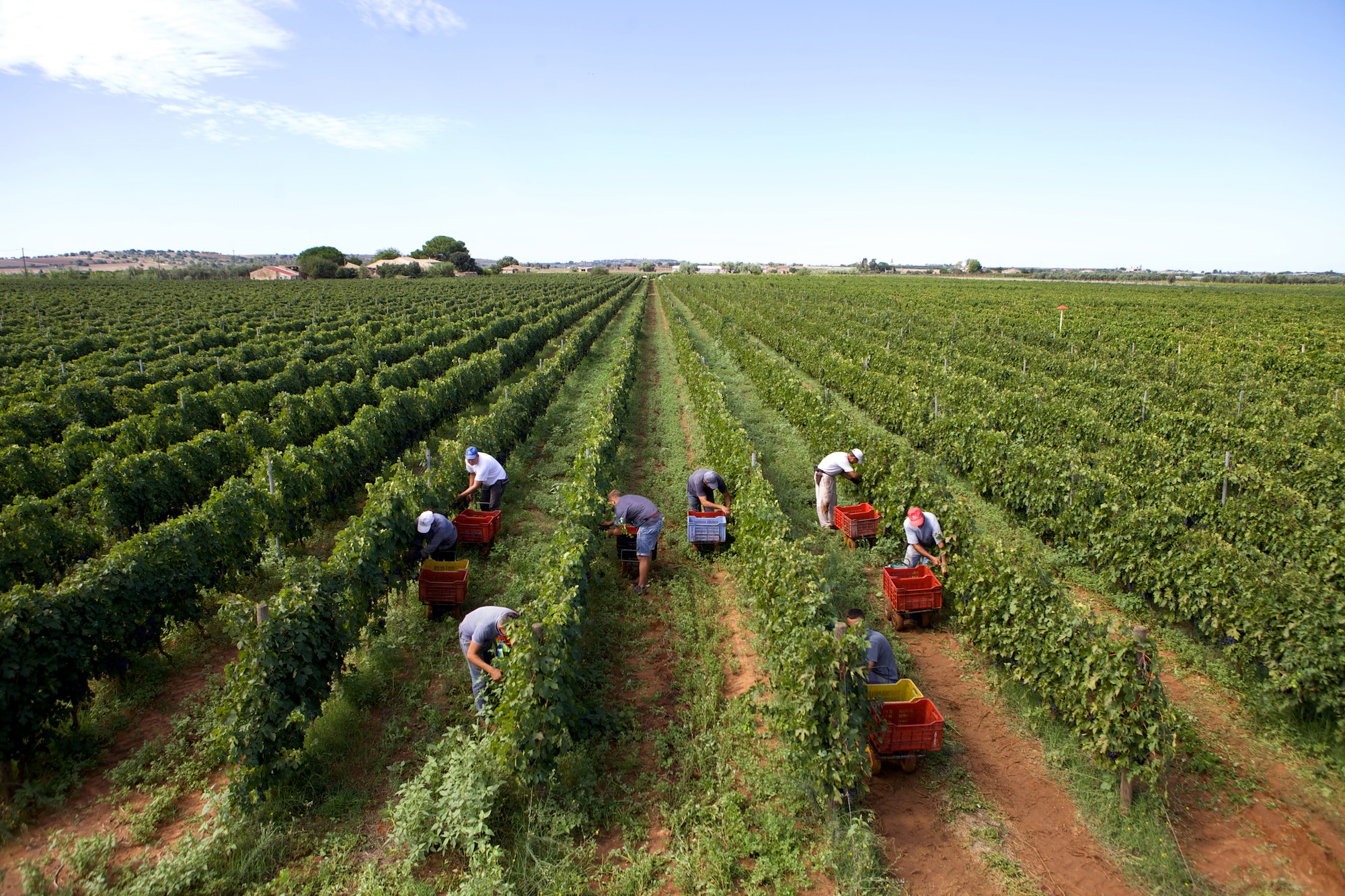 Vigna Pettineo dallalto IMG