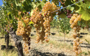 Greco di Bianco Doc uva Greco di Bianco Doc uva